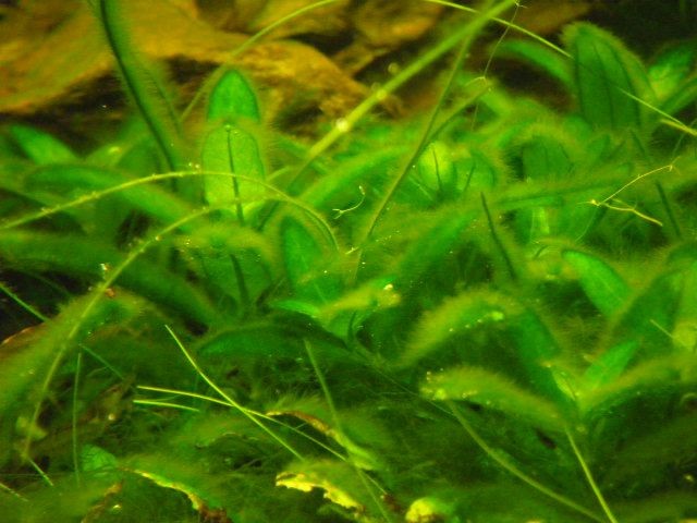 pelzalgen 1