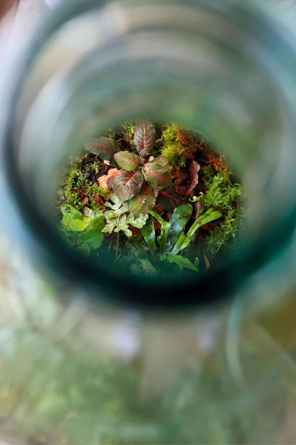 Terrarium chai Demijohn đã trồng cây