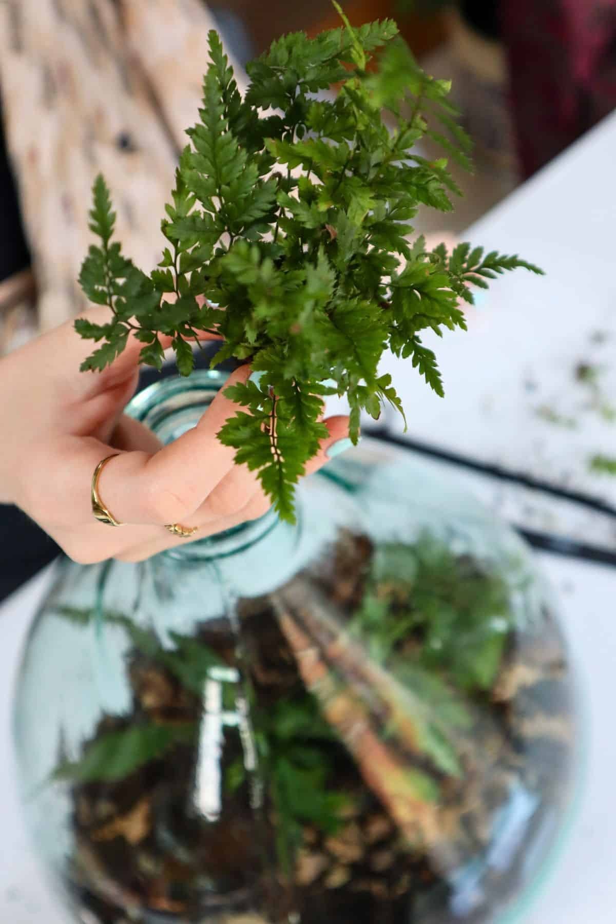 Cây dương xỉ Leatherleaf được trồng trong terrarium Demijohn