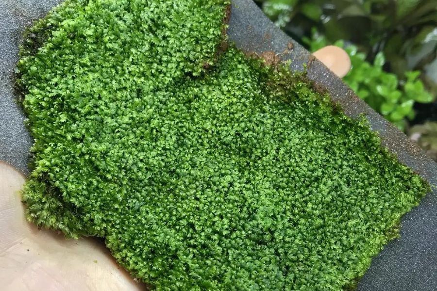 Rêu thủy sinh MiniFiss được nhiều người lựa chọn để trồng.