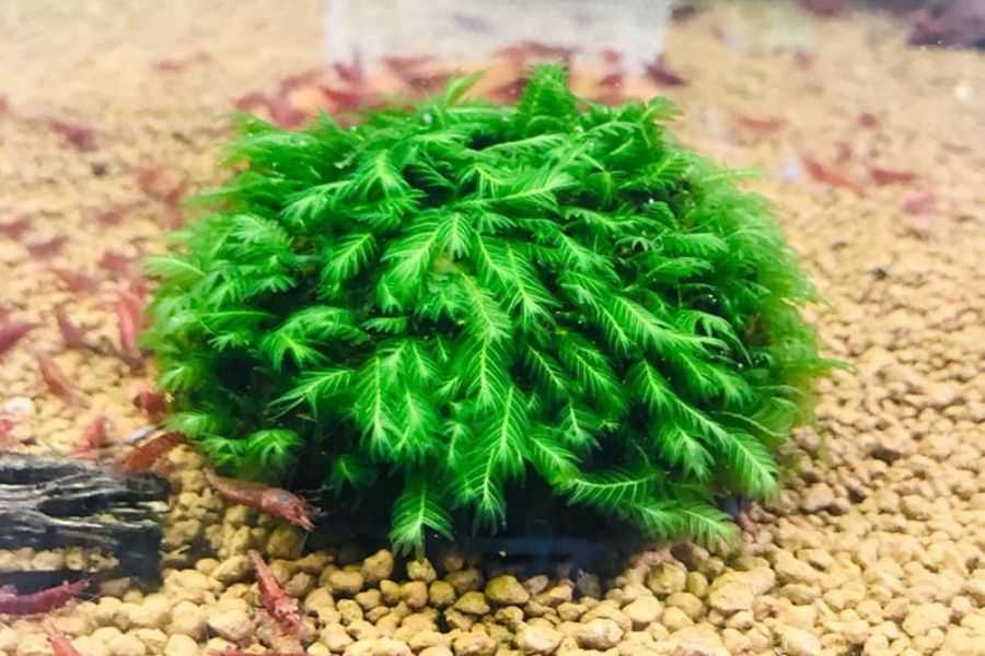 Rêu phượng vĩ đài được yêu thích bởi cấu trúc lá đặc biệt.