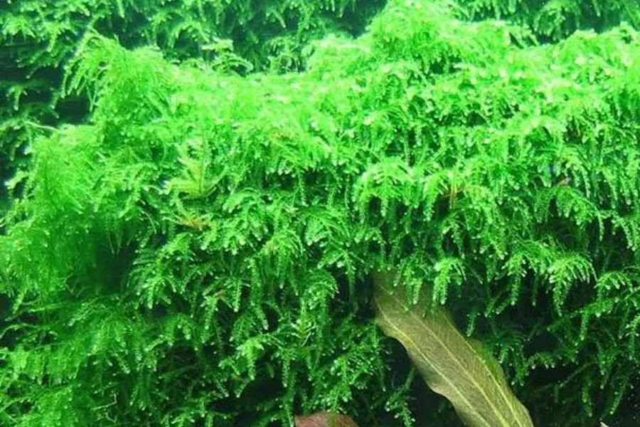 Rêu thủy sinh Weeping có tên khoa học là Vesicularia ferriei.