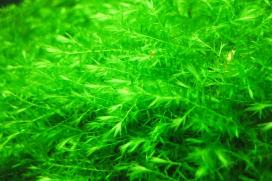 Rêu Willow Moss có vẻ đẹp hiếm thấy trên các loài rêu khác.