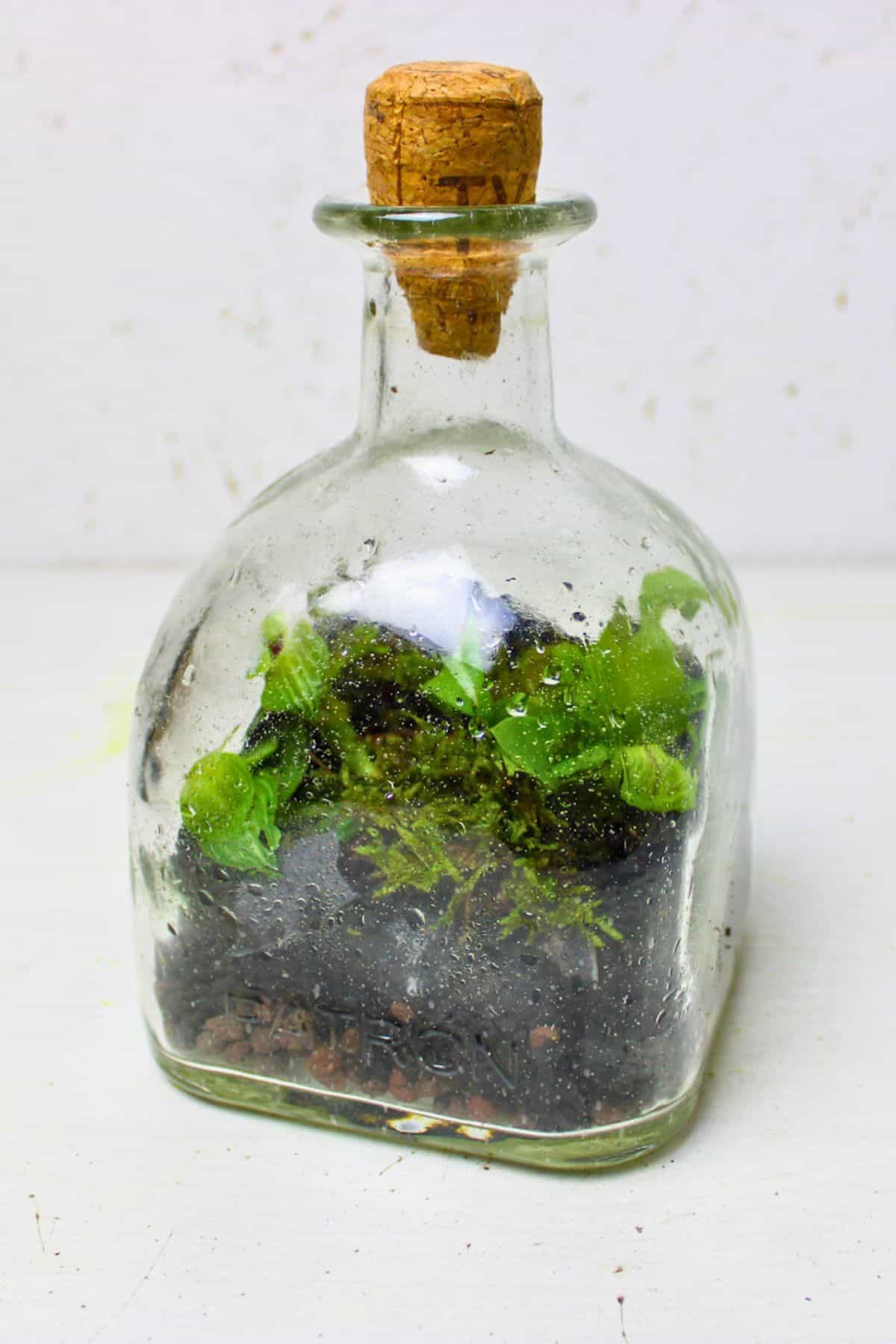 tequila bottle terrarium ome 1