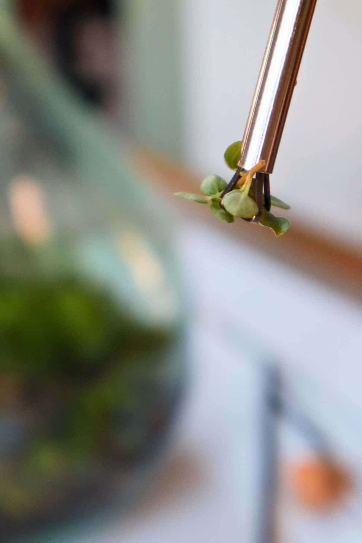 Một dụng cụ gắp terrarium đa năng đã được sử dụng