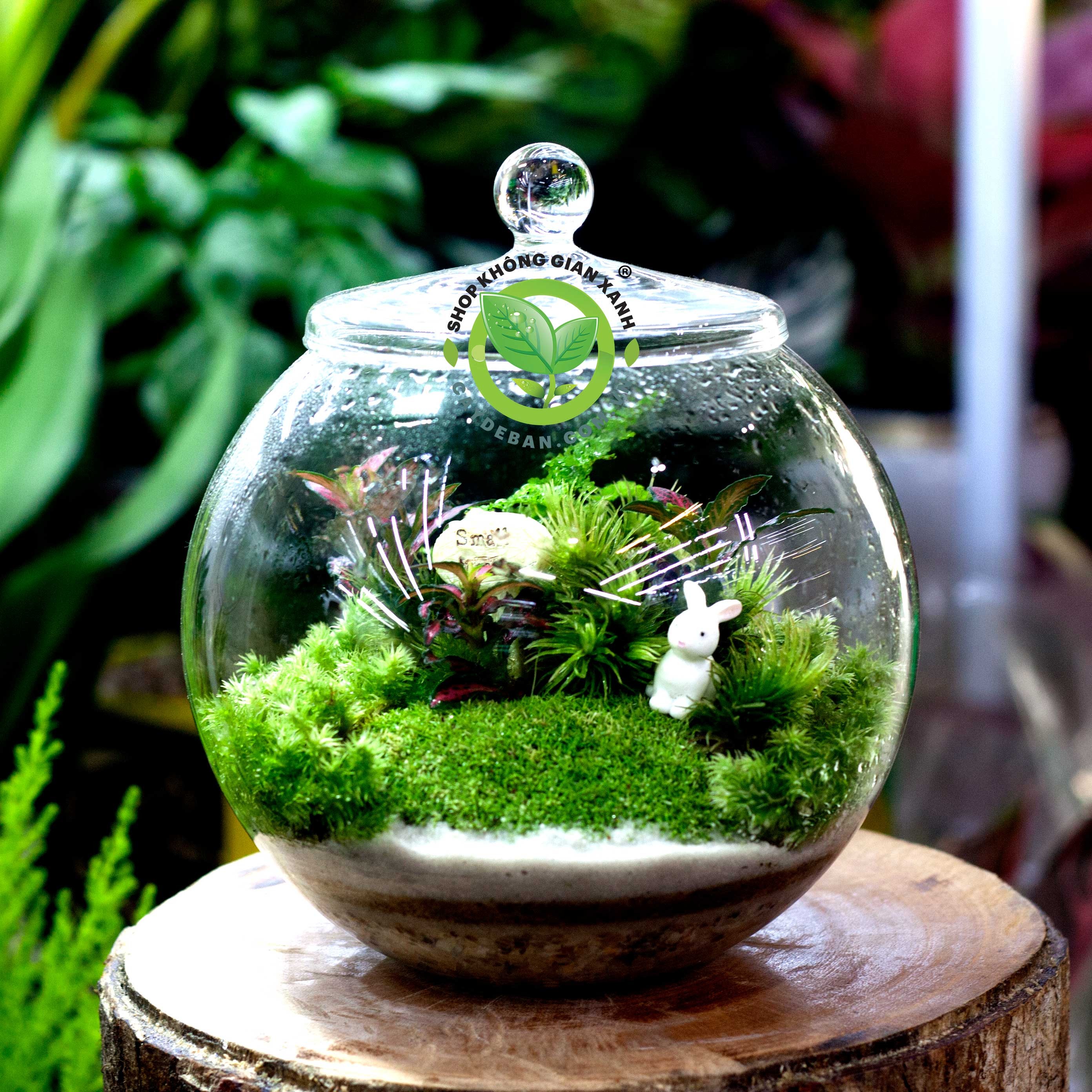 terrarium moss w15 h16 380 1