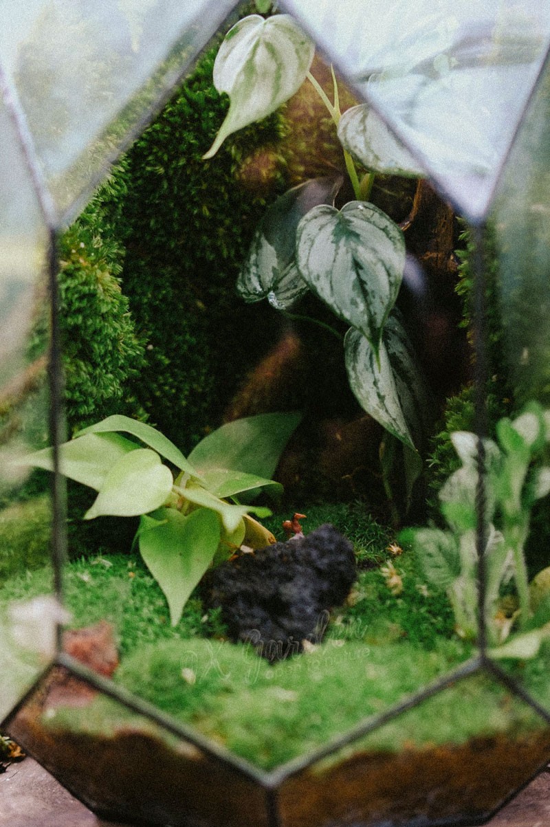Một bình terrarium với các loại cây xanh khác nhau được sắp xếp đẹp mắt