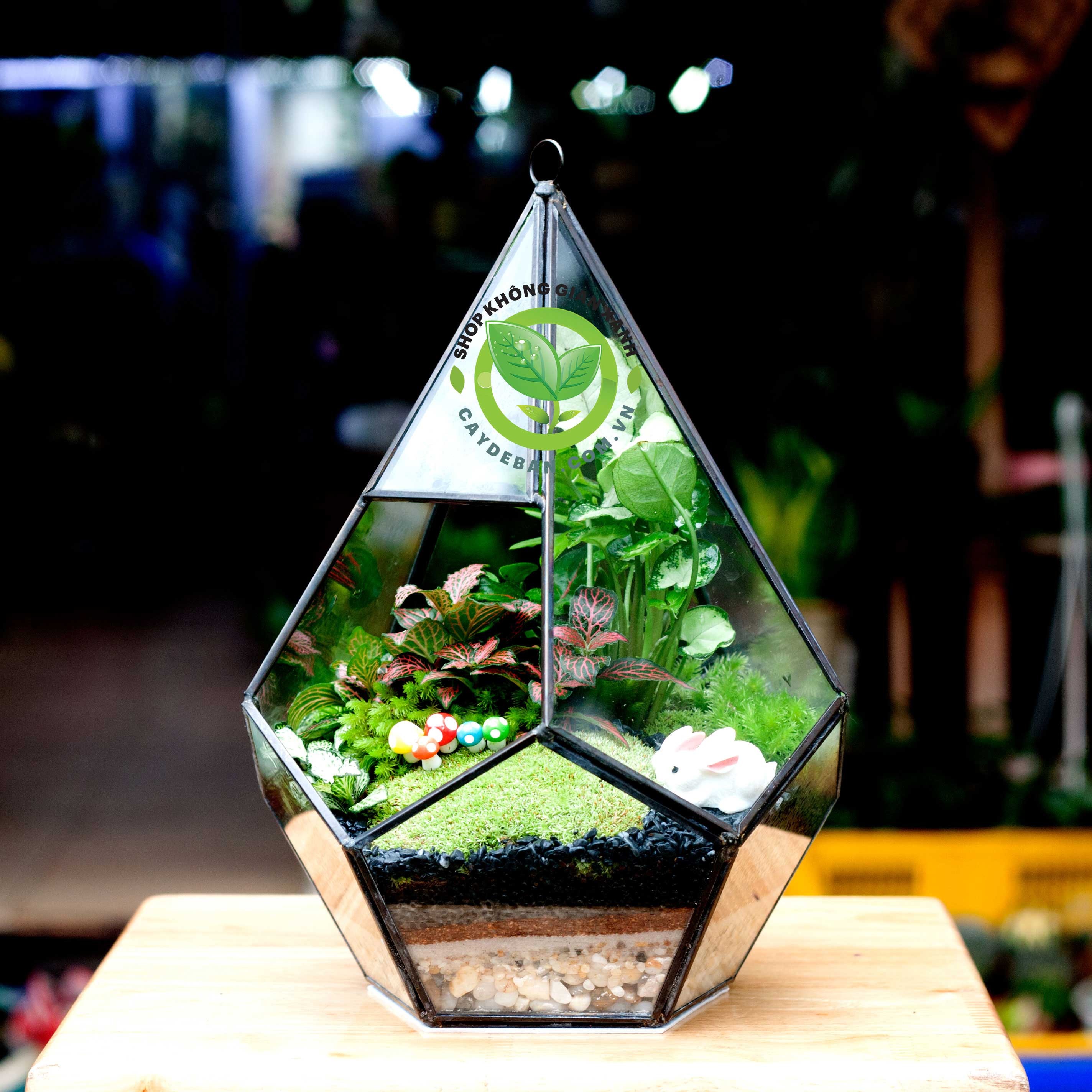 Nhiều loại cây được trồng trong một terrarium hở có thiết kế độc đáo