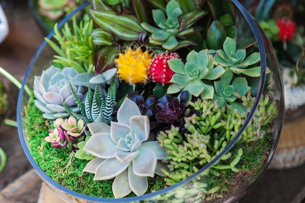 Sự kết hợp hài hòa giữa sen đá và xương rồng trong một thiết kế terrarium độc đáo.