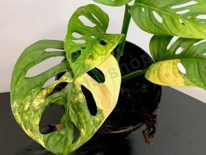 Cách phòng bệnh cho cây trầu bà Nam Mỹ