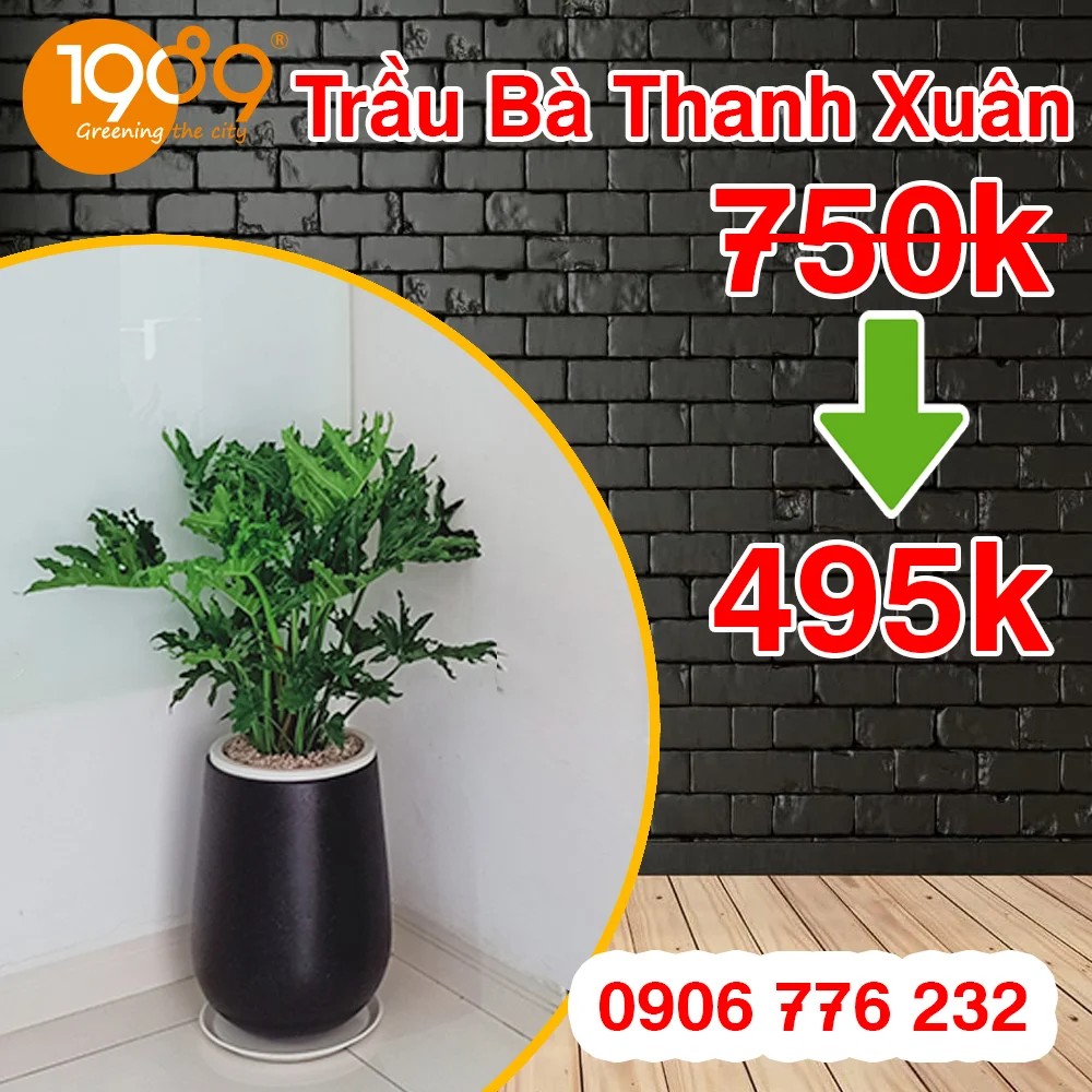 trau ba thanh xuan 1 1