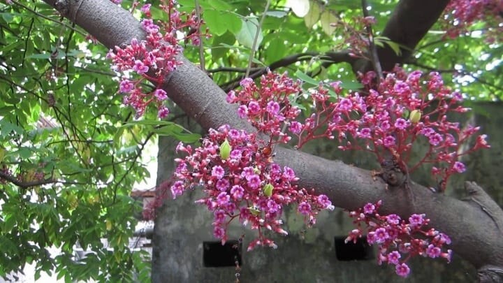 Hoa khế khoe sắc trong nắng mai.
