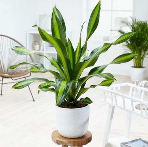 Cây Thiết Mộc Lan Ghép tượng trưng cho sự phát triển