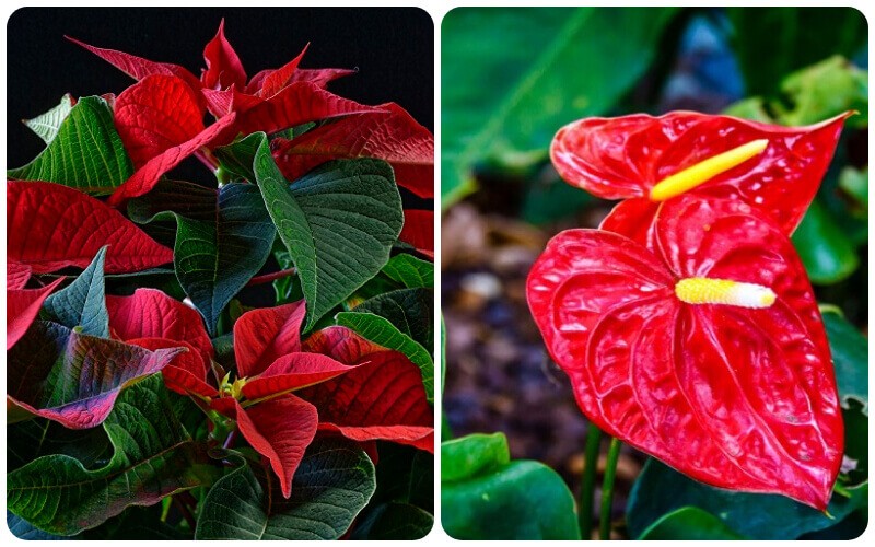 Cây Trạng Nguyên (bên trái) và cây Hồng Môn (bên phải)