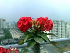 Nếu được chăm sóc tốt thì cây xương rồng bát tiên sẽ cho ra hoa đẹp lung linh