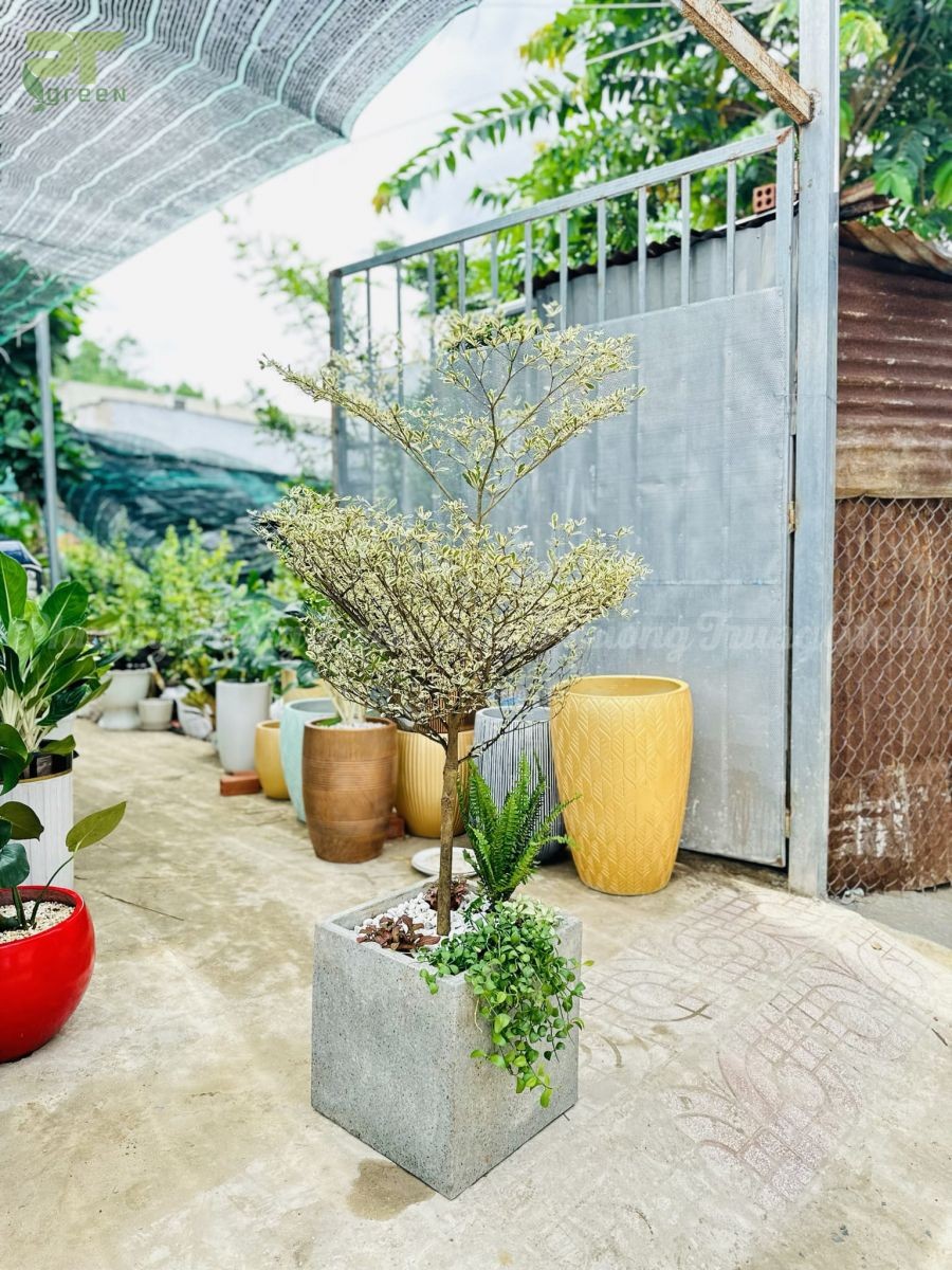 Ý nghĩa cây bàng cẩm thạch