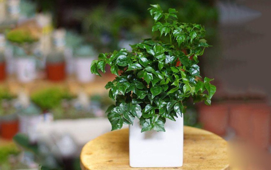 Cây hạnh phúc với màu xanh mướt mắt phù hợp với nhiều người theo phong thủy