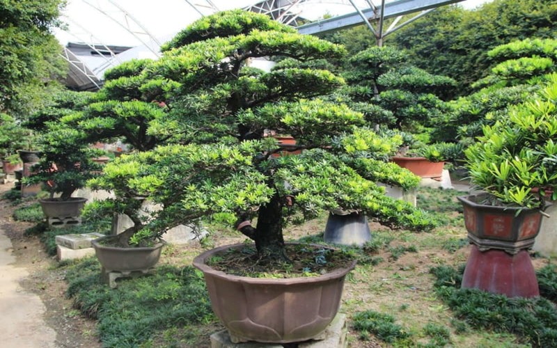 Cây tùng la hán hợp mệnh thủy