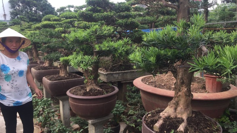 Cây Tùng La Hán kiểng