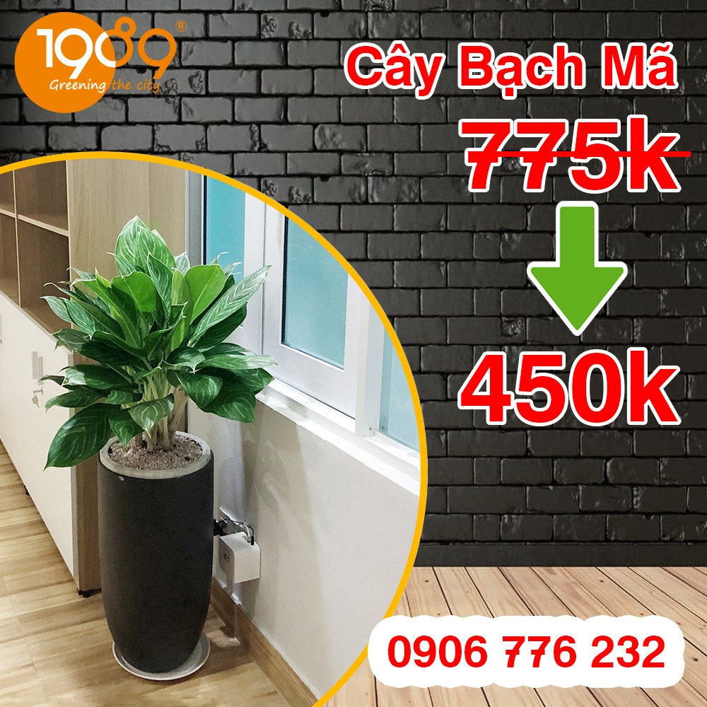 Chi tiết lá cây Bạch Mã Hoàng Tử khỏe mạnh, xanh tốt.