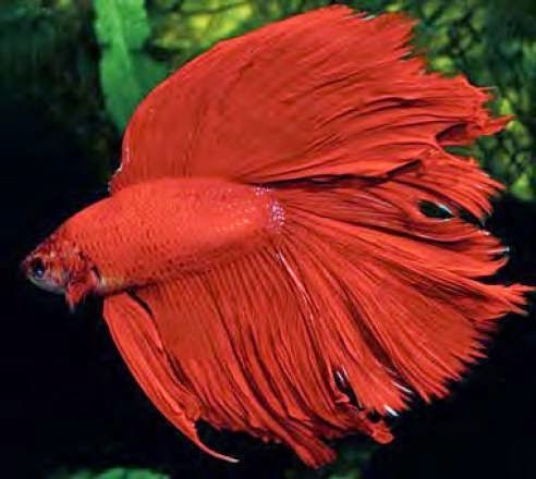 Cá betta đỏ thuần chủng với vây dài và màu đỏ rực.