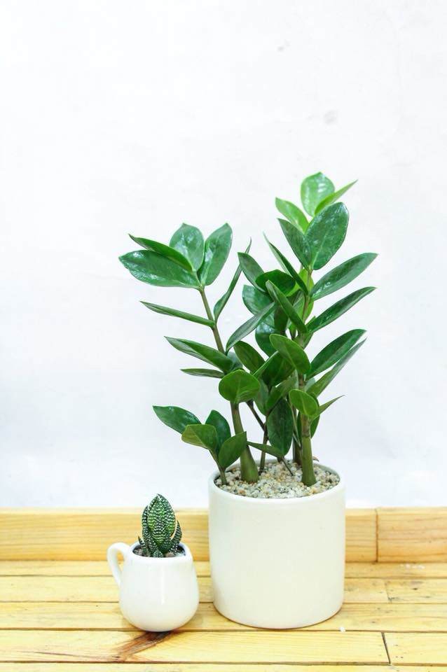 Cây kim tiền mang lại tài lộc cho chủ nhân hệt như tên gọi của nó