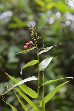 Mây nước (mây vọt)