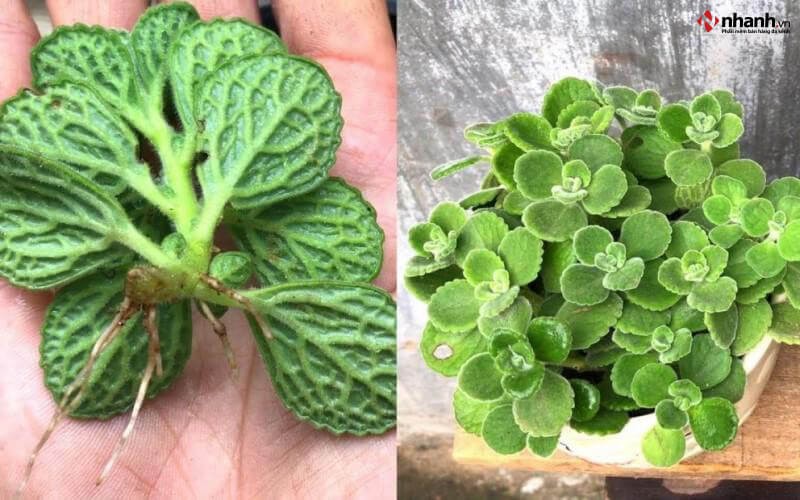 Cây Nhất Mạt Hương cho người tuổi Hợi