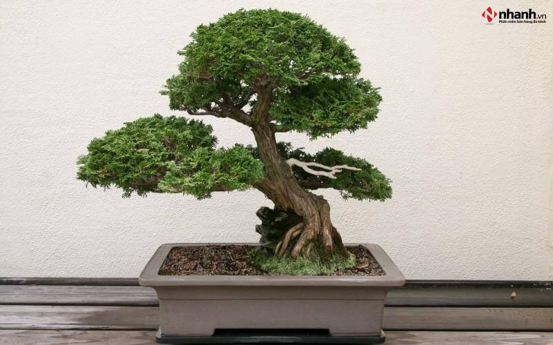 Cây Tùng Bồng Lai bonsai cho người tuổi Thân