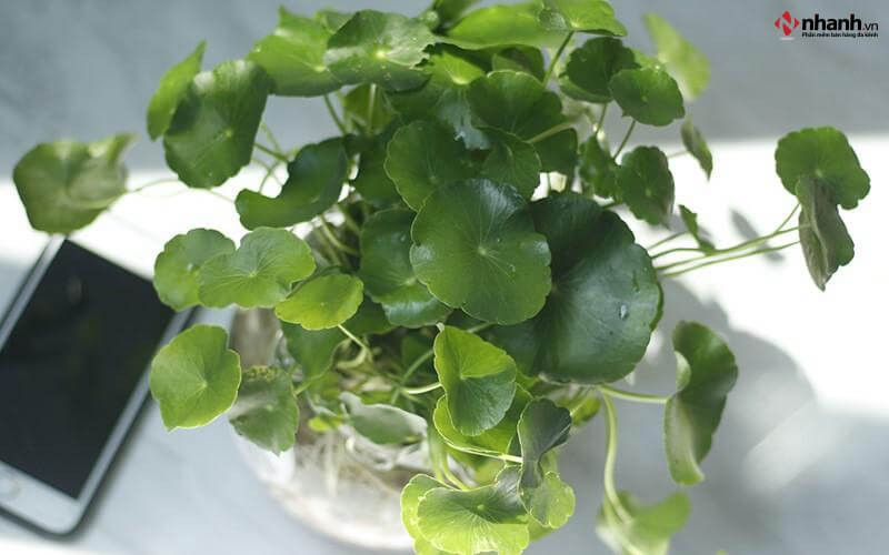 Cây Cỏ Đồng Tiền cho người tuổi Tỵ