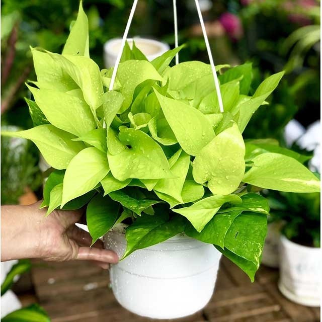 Cây trầu bà màu vàng