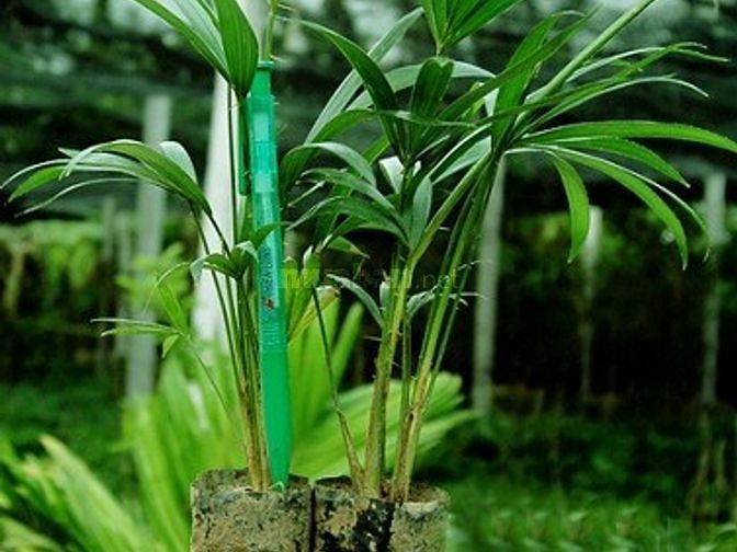 Mây mật (mây nếp)