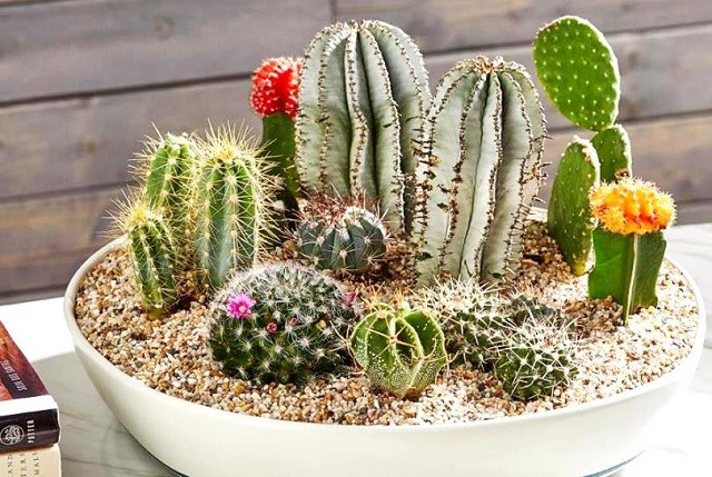 Cây xương rồng mini
