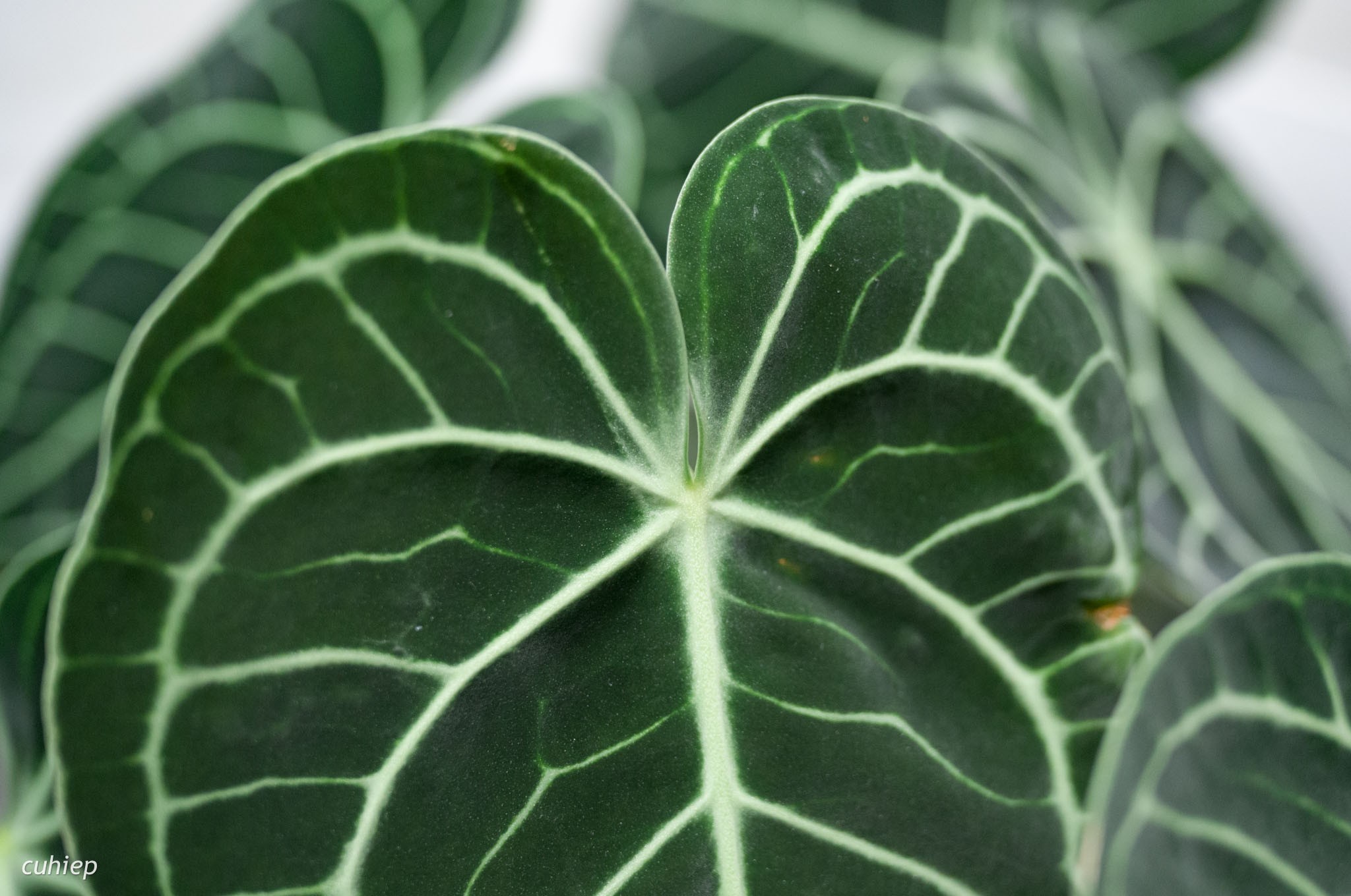 Chăm sóc Cây Môn Tim (Anthurium Clarinervium): Bí quyết giữ lá xanh tươi và khỏe mạnh 6389787montimanthuriumclarinerviumtinhtecuhiep14 1