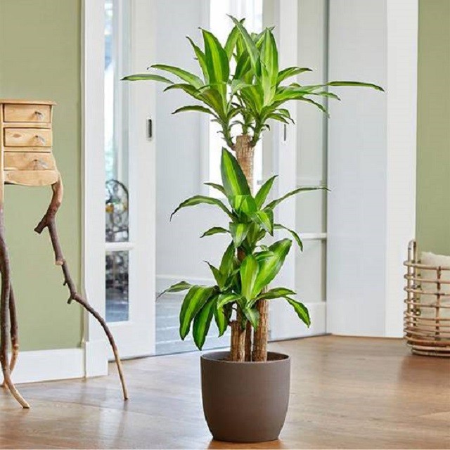 Cây Thiết Mộc Lan kiếng