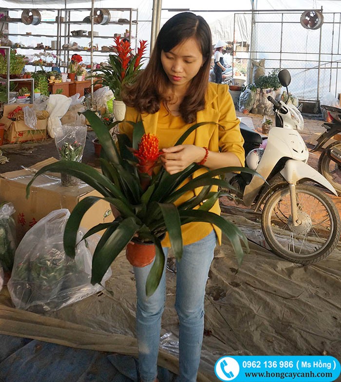 Khách hàng chọn mua cây Dứa Nến.
