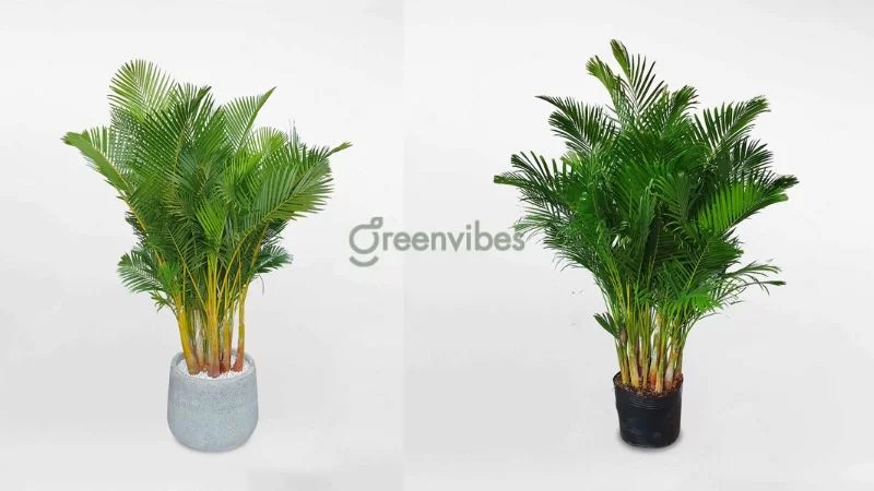 Cây cau vàng với tán lá xum xuê, tượng trưng cho may mắn và tài lộc - Greenvibes