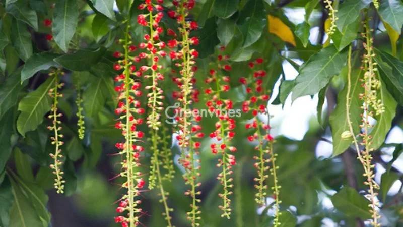 Cây lộc vừng với tán lá xum xuê, hoa đỏ rực rỡ - Greenvibes