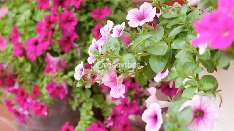 Cây hoa dạ yến thảo với hoa đủ màu sắc, rực rỡ dưới nắng - Greenvibes