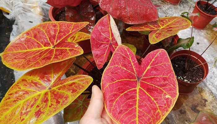 Hướng dẫn cách trồng cây môn kiểng đơn giản ngay tại nhà