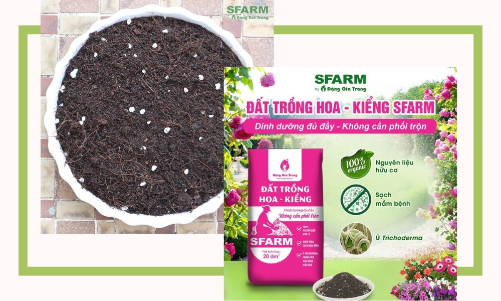 Đất trồng SFARM giúp cho hoa trà nở đẹp