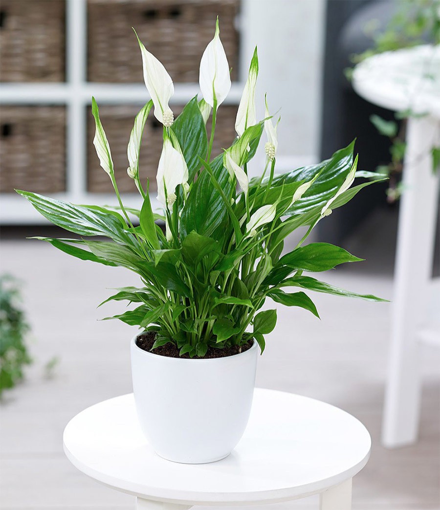 Các loại cây Lan Ý