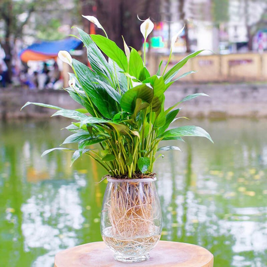 Cây Lan Ý trồng thủy sinh