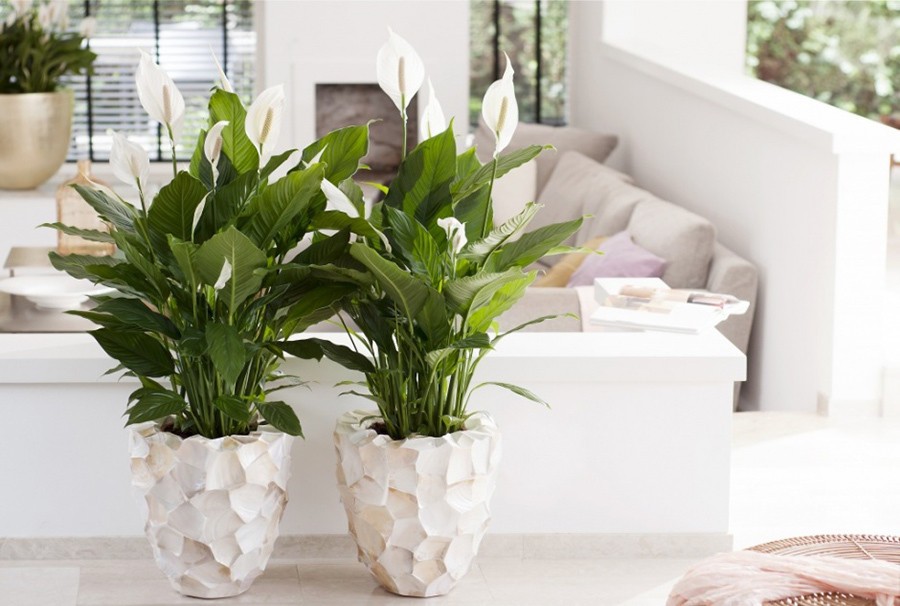 Cây Lan Ý giúp thanh lọc không khí