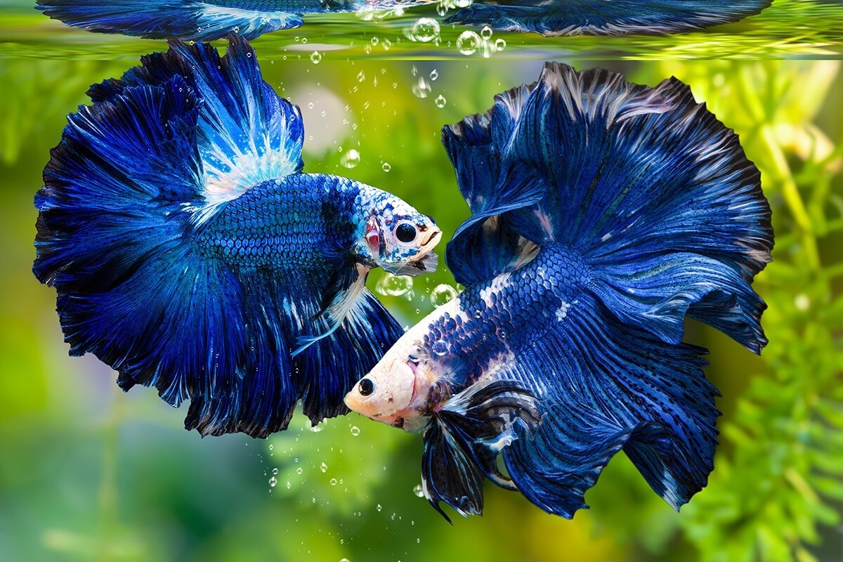 Cá Betta với bộ cánh rực rỡ và dáng vẻ uy dũng