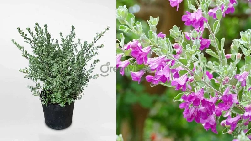 Cây tuyết sơn phi hồng với vẻ đẹp độc đáo và ý nghĩa phong thủy - Greenvibes