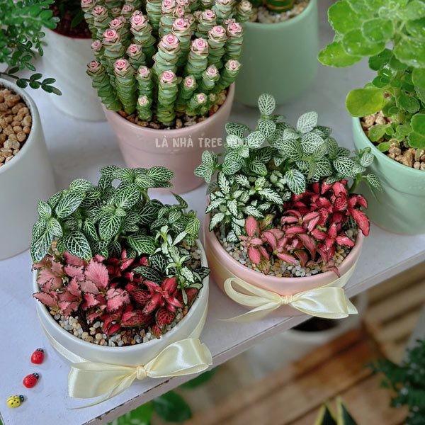 Cây cẩm nhung mix màu