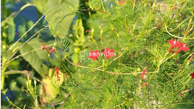 Dây tóc tiên với dáng mảnh mai, lá nhỏ như xương cá - Greenvibes