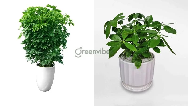 Cây ngũ gia bì với lá hình quạt, bóng mượt, lọc không khí tốt - Greenvibes
