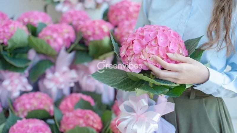 Hoa cẩm tú cầu với nhiều màu sắc rực rỡ - Greenvibes